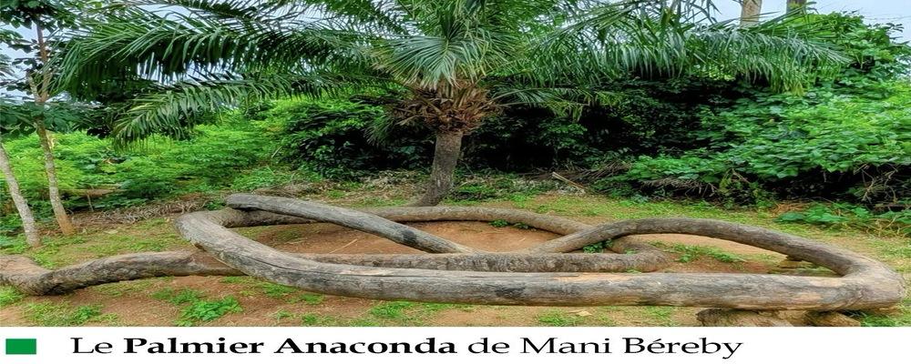 ESCALE CULTURELLE - LE PALMIER ANACONDA